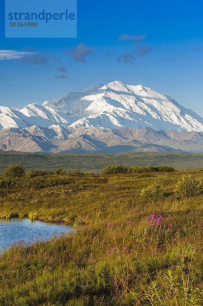 Landschaftlich schön landschaftlich reizvoll Sommer Spiegelung Fokus auf den Vordergrund Fokus auf dem Vordergrund Ansicht Einheit Mount McKinley Denali Nationalpark Teich