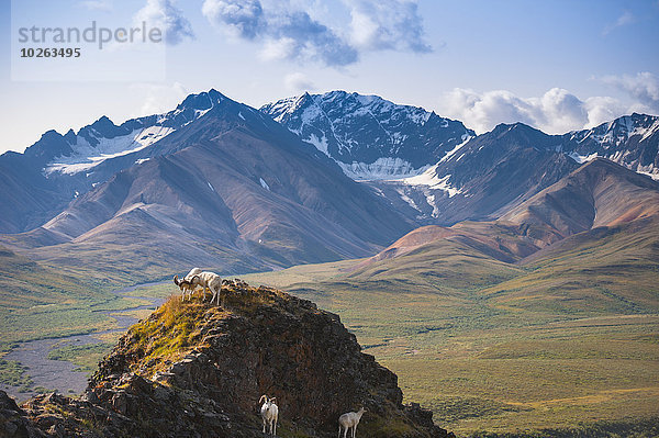 Dallschaf Ovis dalli Schaf Ovis aries Berggipfel Gipfel Spitze Spitzen 2 Sparring Bock Denali Nationalpark Erwachsener