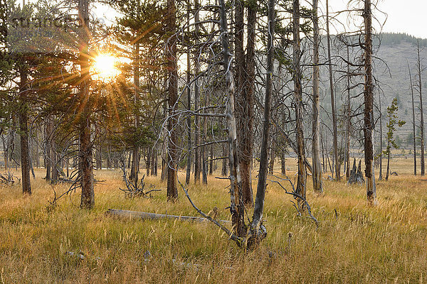 Vereinigte Staaten von Amerika USA Wald Herbst Yellowstone Nationalpark Sonne Wyoming
