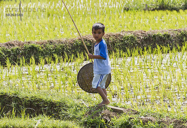 Junge - Person Feld Reis Reiskorn Indonesien