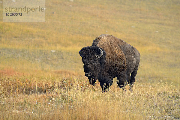 Vereinigte Staaten von Amerika USA Bulle Stier Stiere Bullen gelb Herbst Gras Yellowstone Nationalpark Bison Wyoming