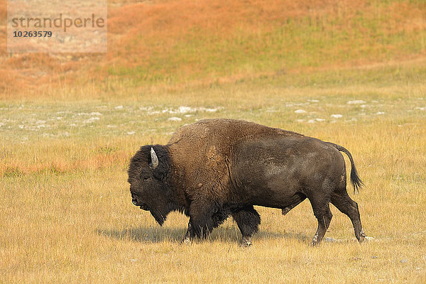 Vereinigte Staaten von Amerika USA Bulle Stier Stiere Bullen gelb Herbst Gras Yellowstone Nationalpark Bison Wyoming