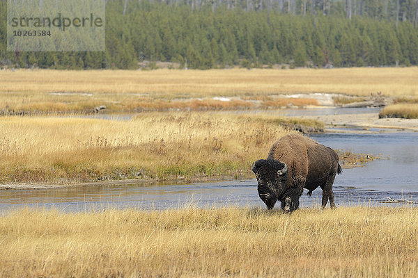 Vereinigte Staaten von Amerika USA Bulle Stier Stiere Bullen nahe gelb Fluss Herbst Gras Yellowstone Nationalpark Bison Wyoming