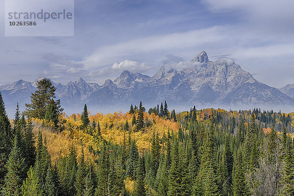 Vereinigte Staaten von Amerika USA Baum Ehrfurcht Herbst Fokus auf den Vordergrund Fokus auf dem Vordergrund Laub Wyoming