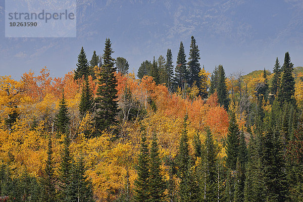 Vereinigte Staaten von Amerika USA Wald mischen Herbst Laub Mixed Wyoming