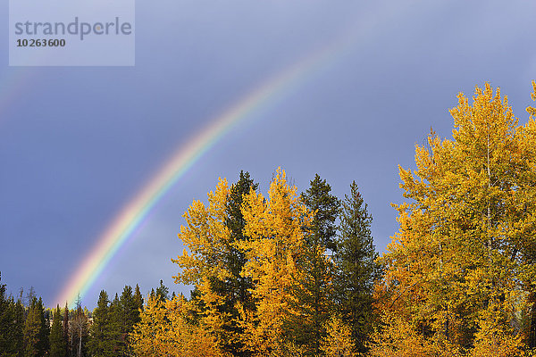 Vereinigte Staaten von Amerika USA Wald mischen Herbst Jackson Mixed Regenbogen Wyoming
