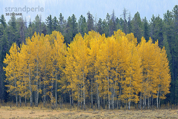 Espe Populus tremula Vereinigte Staaten von Amerika USA Baum Herbst amerikanisch Pappel Laub Jackson Wyoming