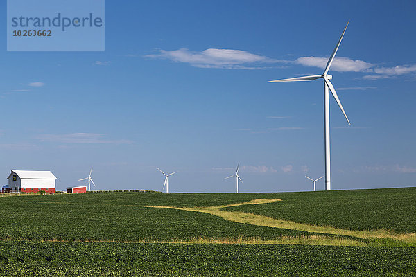 Elch Elche Alces alces Windturbine Windrad Windräder entfernt Energie energiegeladen Amerika Wind Bauernhof Hof Höfe Feld Scheune Bohne Verbindung Iowa