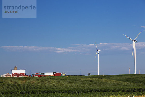 Elch Elche Alces alces Windturbine Windrad Windräder Kornfeld Energie energiegeladen Amerika Gebäude Wind Bauernhof Hof Höfe Verbindung Iowa