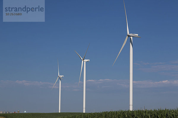 Elch Elche Alces alces Windturbine Windrad Windräder Kornfeld Energie energiegeladen Amerika Wind Bauernhof Hof Höfe Verbindung Iowa