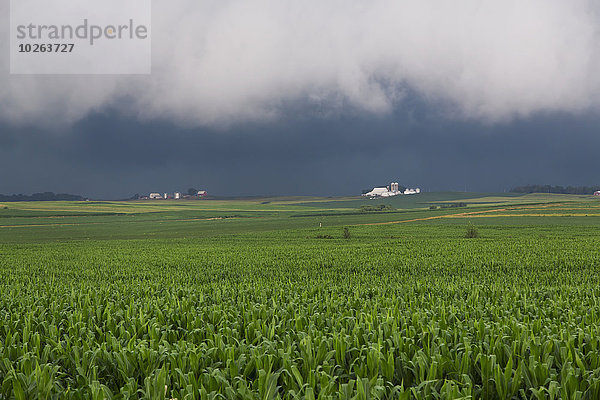 nahe Kornfeld Amerika über Sturm nähern Erdbeere Verbindung zeigen Iowa