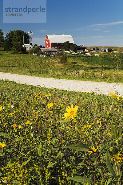Ländliches Motiv ländliche Motive Amerika Bauernhof Hof Höfe Fernverkehrsstraße Hintergrund Wildblume Kies vorwärts Verbindung Iowa