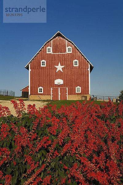 Amerika Blume Scheune rot Verbindung Salbeiöl Freudenfeuer Iowa
