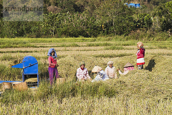 Frau ernten Reis Reiskorn Pause Indonesien Pause machen