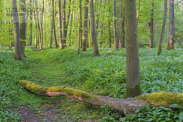 Baum fallen fallend fällt Wald Bärlauch Allium ursinum Buche Buchen Lauch Deutschland Hessen