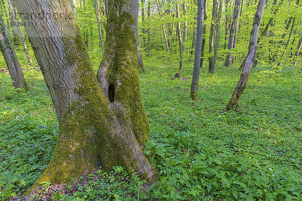Baum Wald Close-up Baumstamm Stamm Buche Buchen Deutschland Hessen