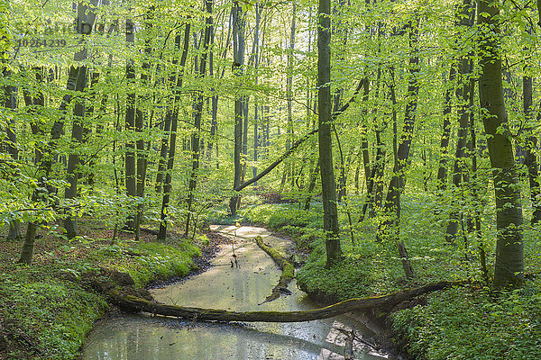 Baum fallen fallend fällt Wald Bach Buche Buchen Deutschland Hessen