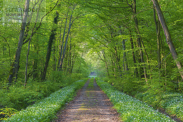 Baum Weg Wald Buche Buchen Deutschland Hessen