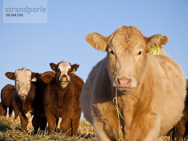 Hausrind Hausrinder Kuh überqueren Hintergrund mischen Alberta Rindfleisch Rind Kanada Charolais Kreuz vieh Mixed