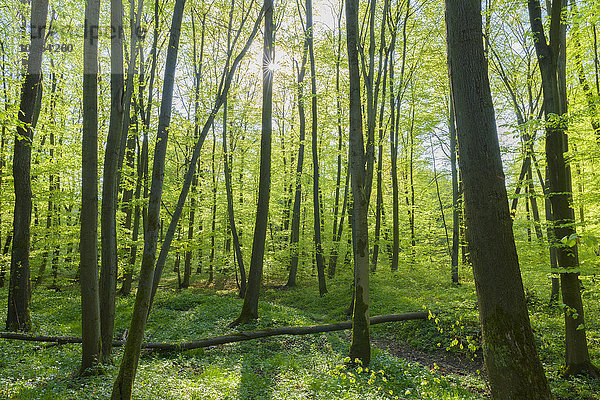 Baum Wald Buche Buchen Deutschland Hessen