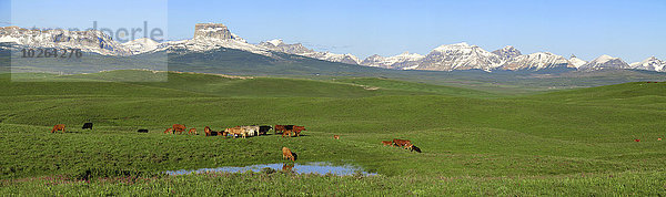 Hausrind Hausrinder Kuh nebeneinander neben Seite an Seite Sonnenaufgang Hintergrund mischen zusammenbauen Wiese Zucht Kalb Rocky Mountains Vorgebirge Alberta Rindfleisch Rind Kanada kanadisch vieh Mixed Teich