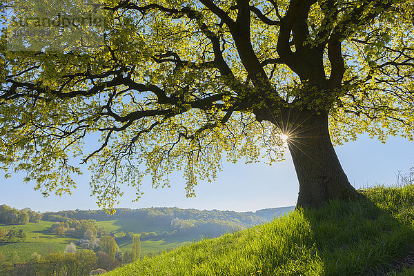 Landschaftlich schön landschaftlich reizvoll Baum früh Eiche Ansicht Deutschland Hessen alt Sonne