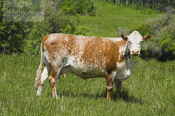 Hausrind Hausrinder Kuh stehend grün Wiese Alberta Rindfleisch Rind Kanada vieh