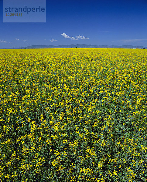 Vereinigte Staaten von Amerika USA Landwirtschaft blühen Feld Canola Colorado