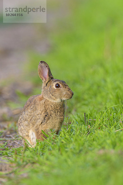 europäisch Kaninchen Deutschland Hessen