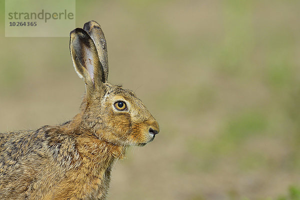 Portrait europäisch braun Deutschland Hase Hessen