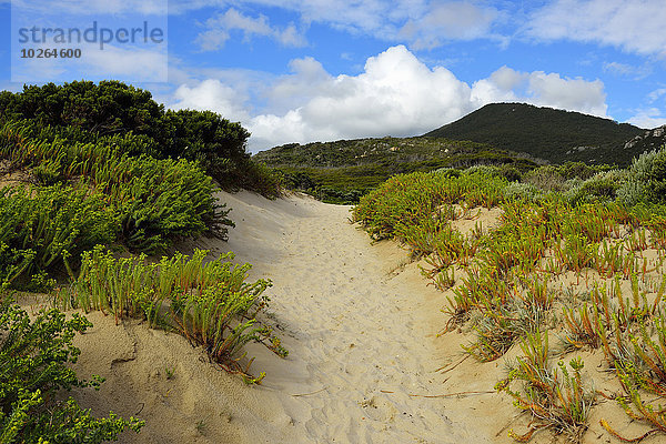 Strand Weg Sand Victoria Australien