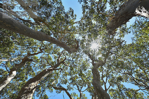 Baumkrone Ansicht Australien Eukalyptus New South Wales Sonne