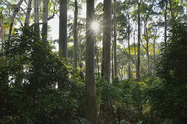 Baum Strauch Australien Eukalyptus New South Wales Sonne