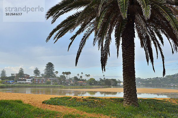 Baum Küste See Palme Australien New South Wales