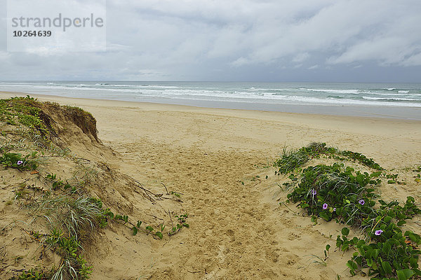 Strand Weg Düne Australien Queensland Sunshine Coast