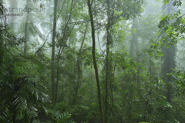 Australien New South Wales Regenwald