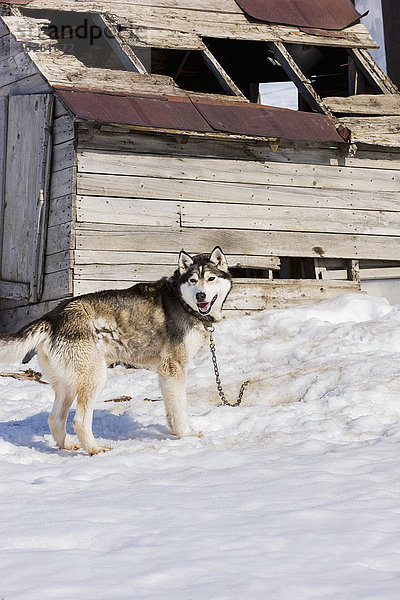 Vereinigte Staaten von Amerika USA Winter Gebäude Hund schäbig Kette Noatak Alaska Schlitten
