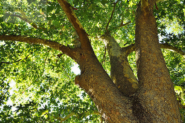 Sommer Baum Adelaide Australien South Australia