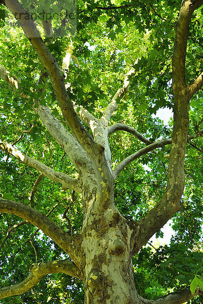 Sommer Baum Adelaide Australien South Australia