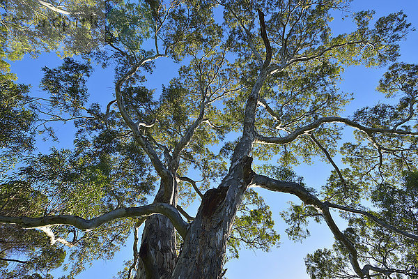 Eukalyptusbaum Adelaide Australien South Australia