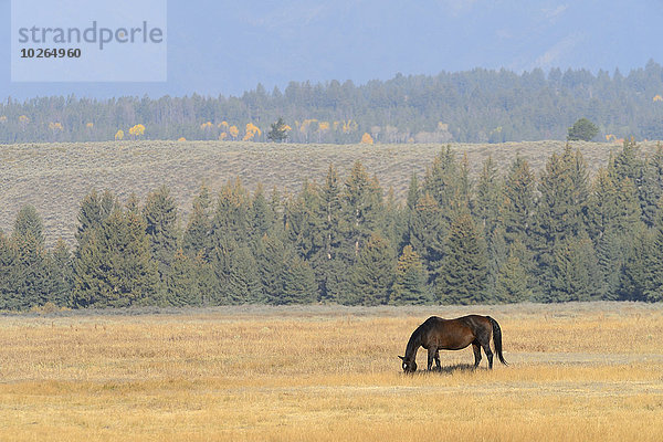 Vereinigte Staaten von Amerika USA Feld Herbst grasen Wyoming