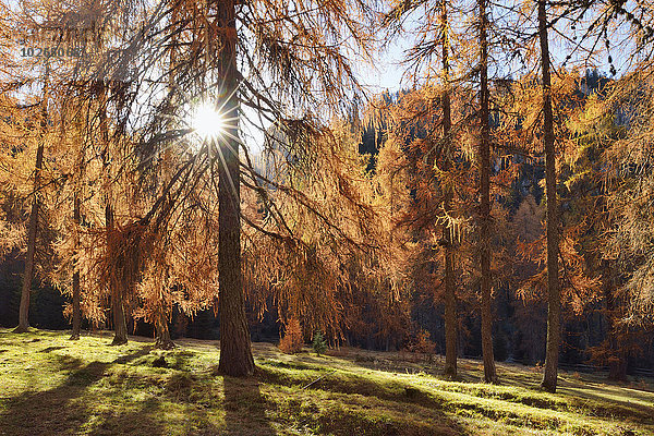 europäisch Wald Herbst Dolomiten Lärche Venetien Italien Sonne