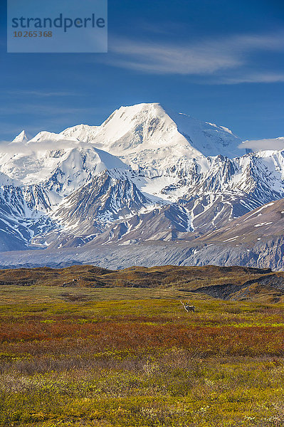 Bulle Stier Stiere Bullen Nationalpark stehend Hintergrund Karibu Denali Nationalpark Alaska Tundra