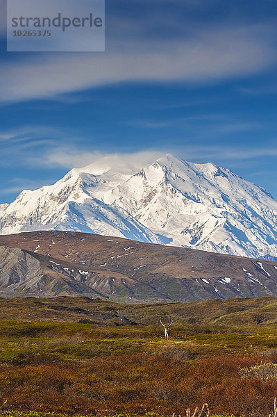 Farbaufnahme Farbe Landschaftlich schön landschaftlich reizvoll Herbst Fokus auf den Vordergrund Fokus auf dem Vordergrund Ansicht Mount McKinley Tundra