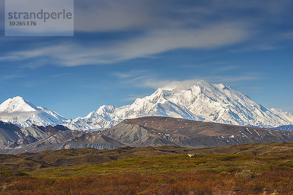 Bulle Stier Stiere Bullen Nationalpark stehend Hintergrund Karibu Denali Nationalpark Mount McKinley Tundra