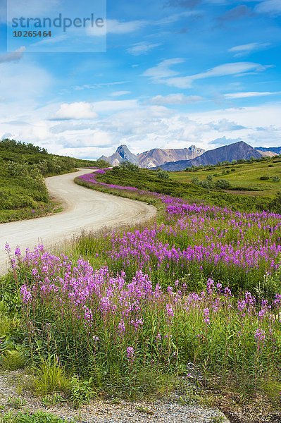 Nationalpark Sommer Fernverkehrsstraße Denali Nationalpark Zobel Martes zibellina Weidenröschen Linie