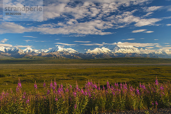 Nationalpark Wunder Fernverkehrsstraße See Hintergrund Denali Nationalpark Mount McKinley Alaska Weidenröschen Linie Weg