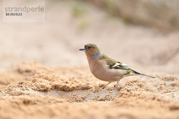 Buchfink Fringilla coelebs Strand Sand Bayern Deutschland