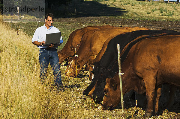 Vereinigte Staaten von Amerika USA nahe Computer Notebook daten beobachten Landwirtschaft Herde Herdentier Rind Rindfleisch vieh Produzent