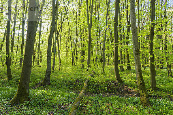 europäisch Wald Buche Buchen Deutschland Hessen